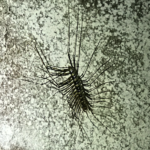 Long Legged Centipede 